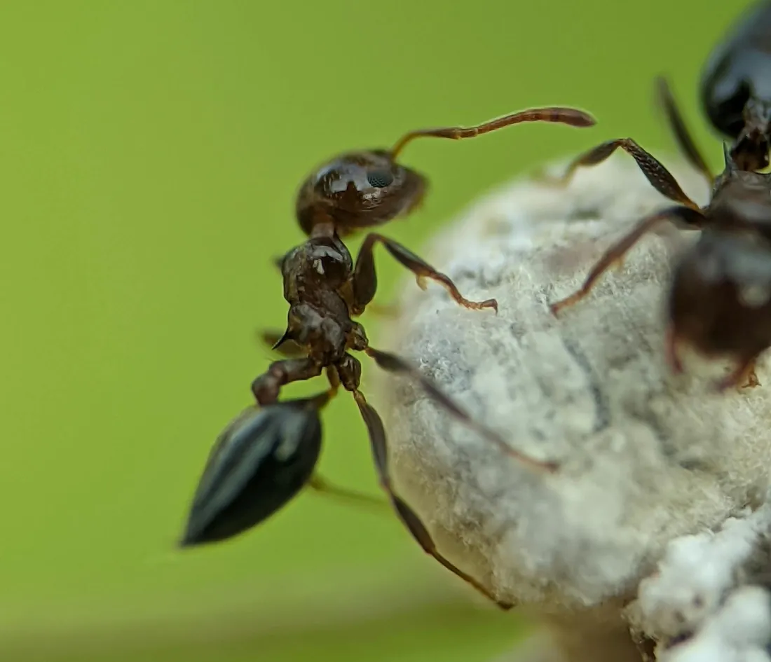 Macro photograph of pavement ants on a stone
