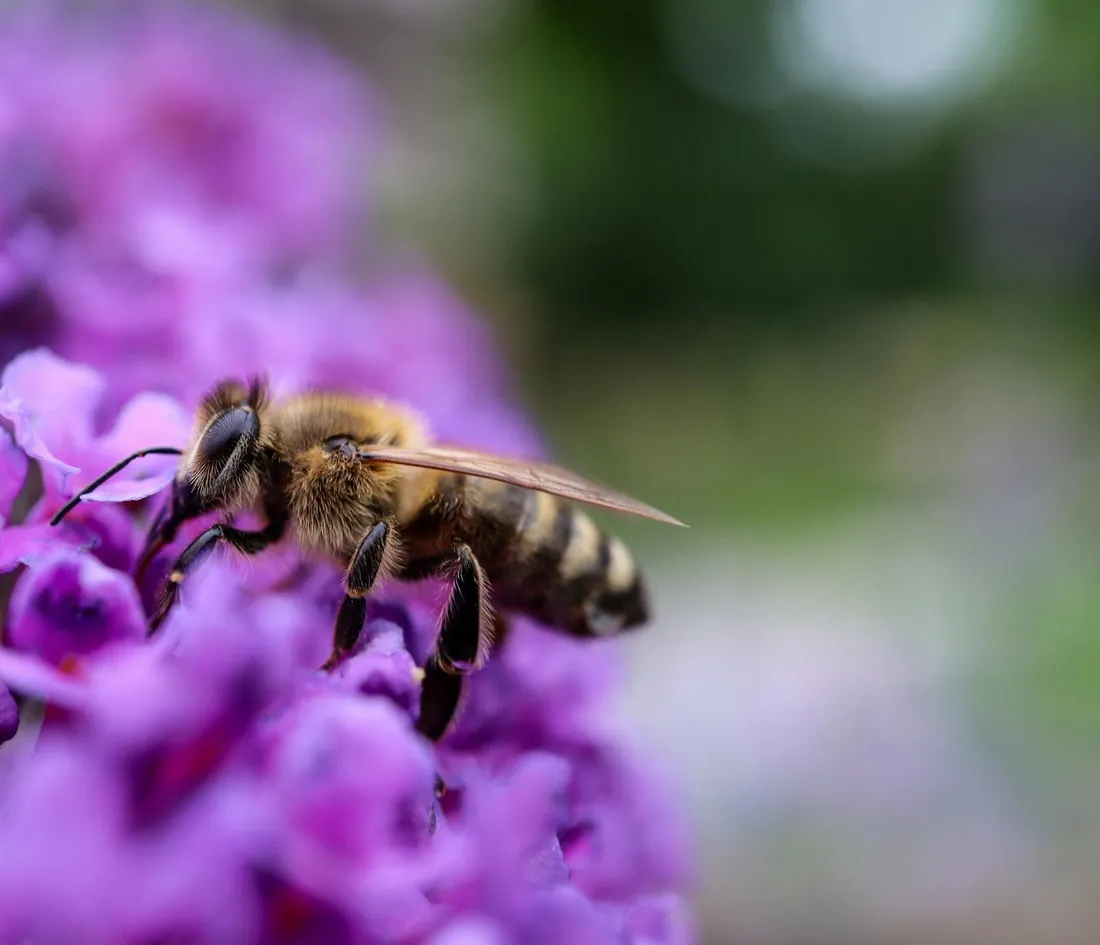 Honey bees clustered together on the outside of their hive