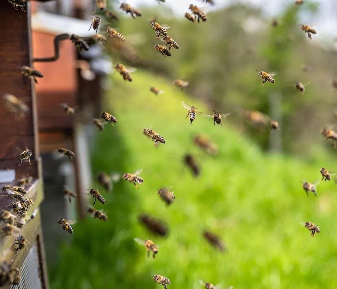 Bee hive surrounded by active bees