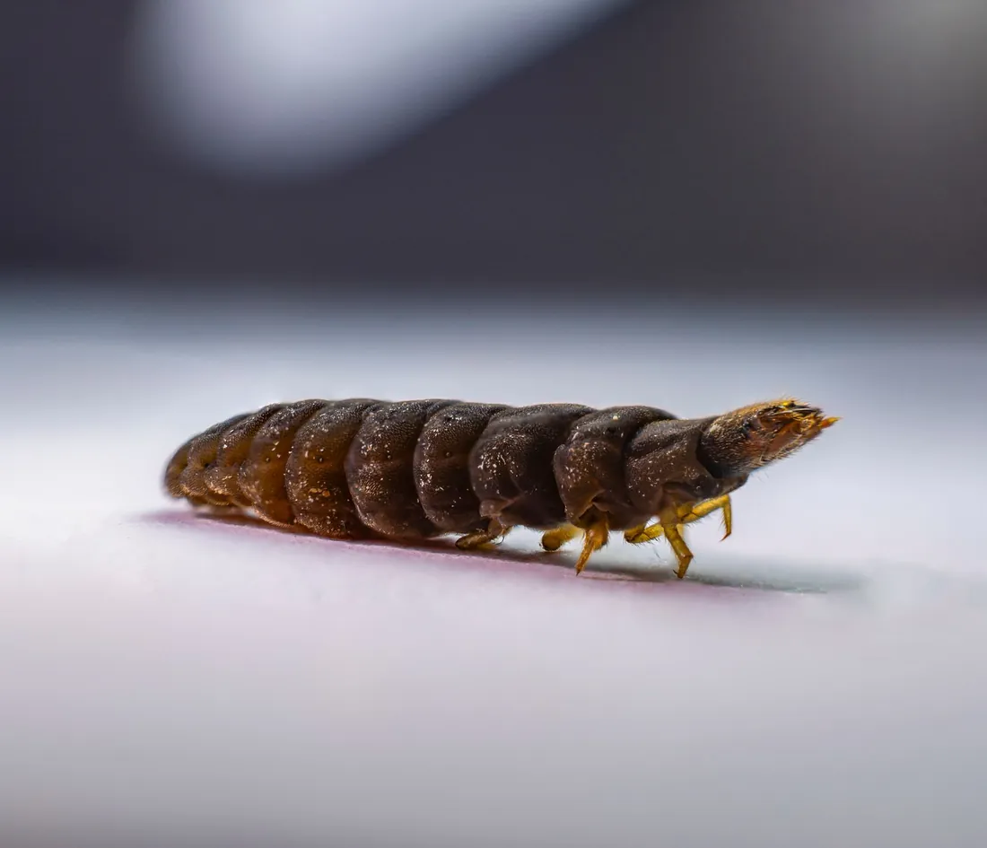 Mottled carpet beetle on woven fabric