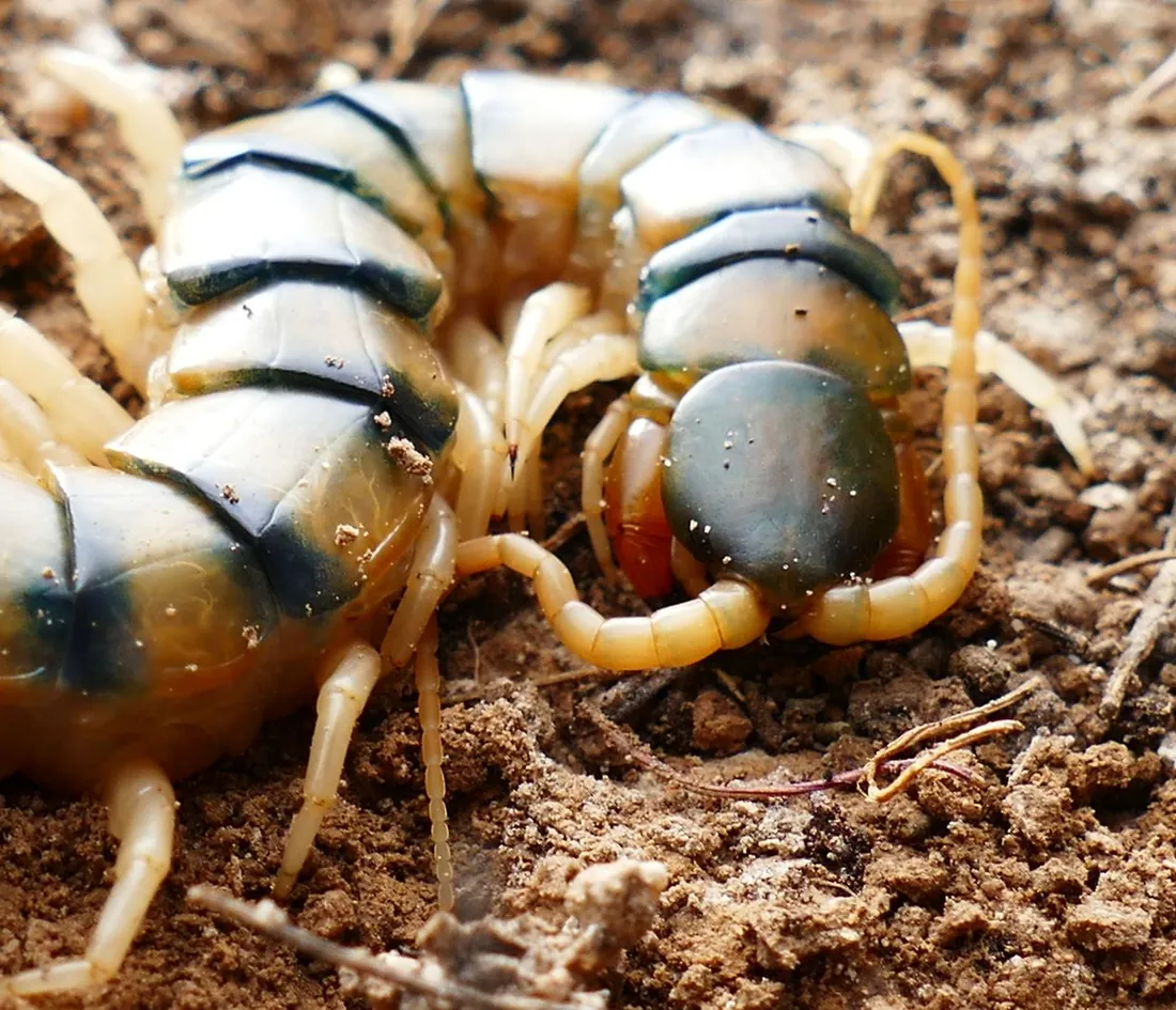 Centipede with long banded legs on stone