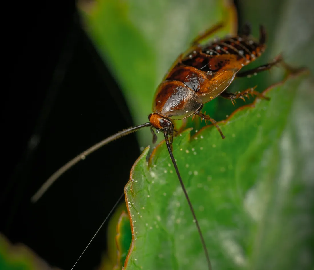 Reddish-brown American cockroach on a dark surface