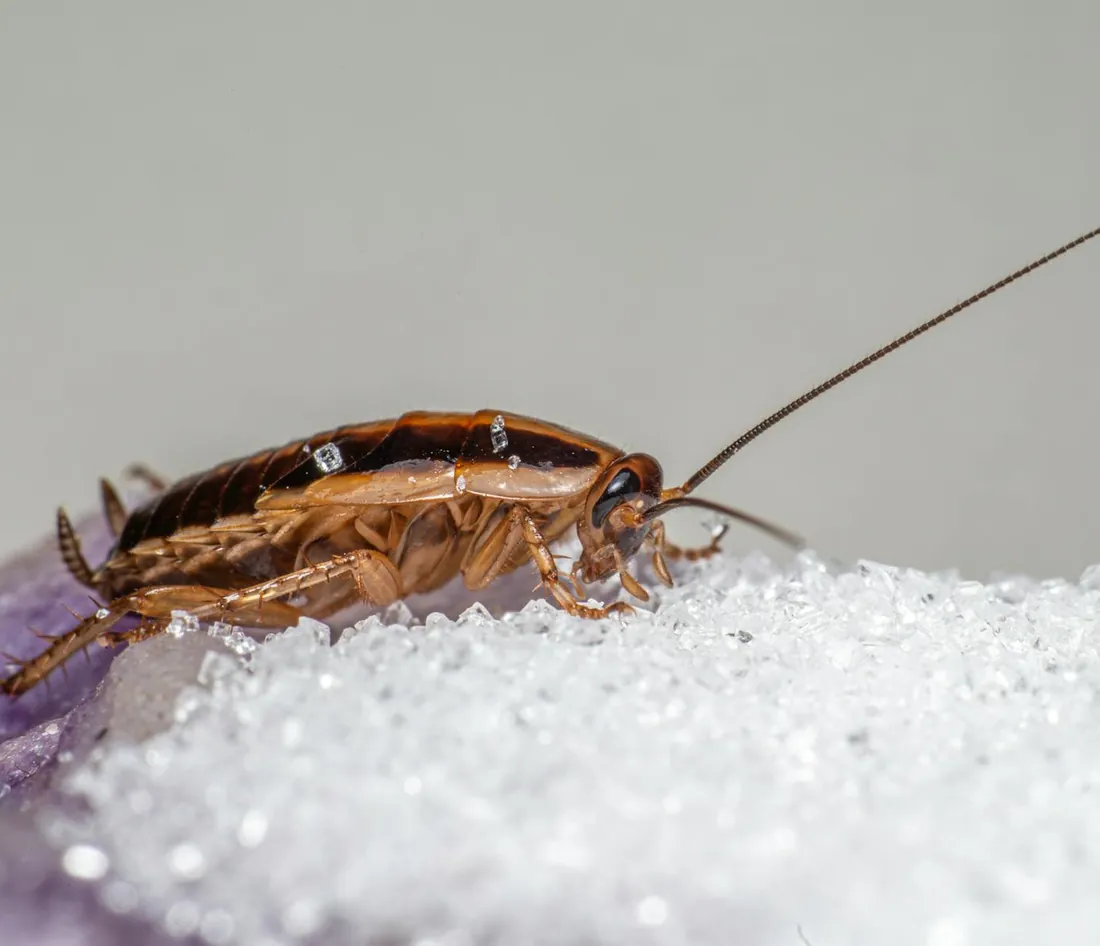 Tan German cockroach with two dark pronotal stripes