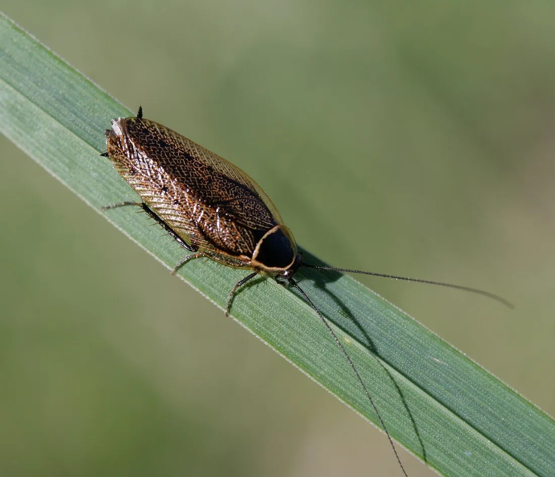 Shiny dark Oriental cockroach on stone