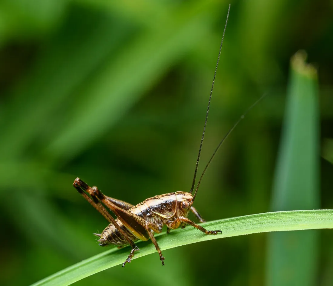 Brown field cricket on dark ground