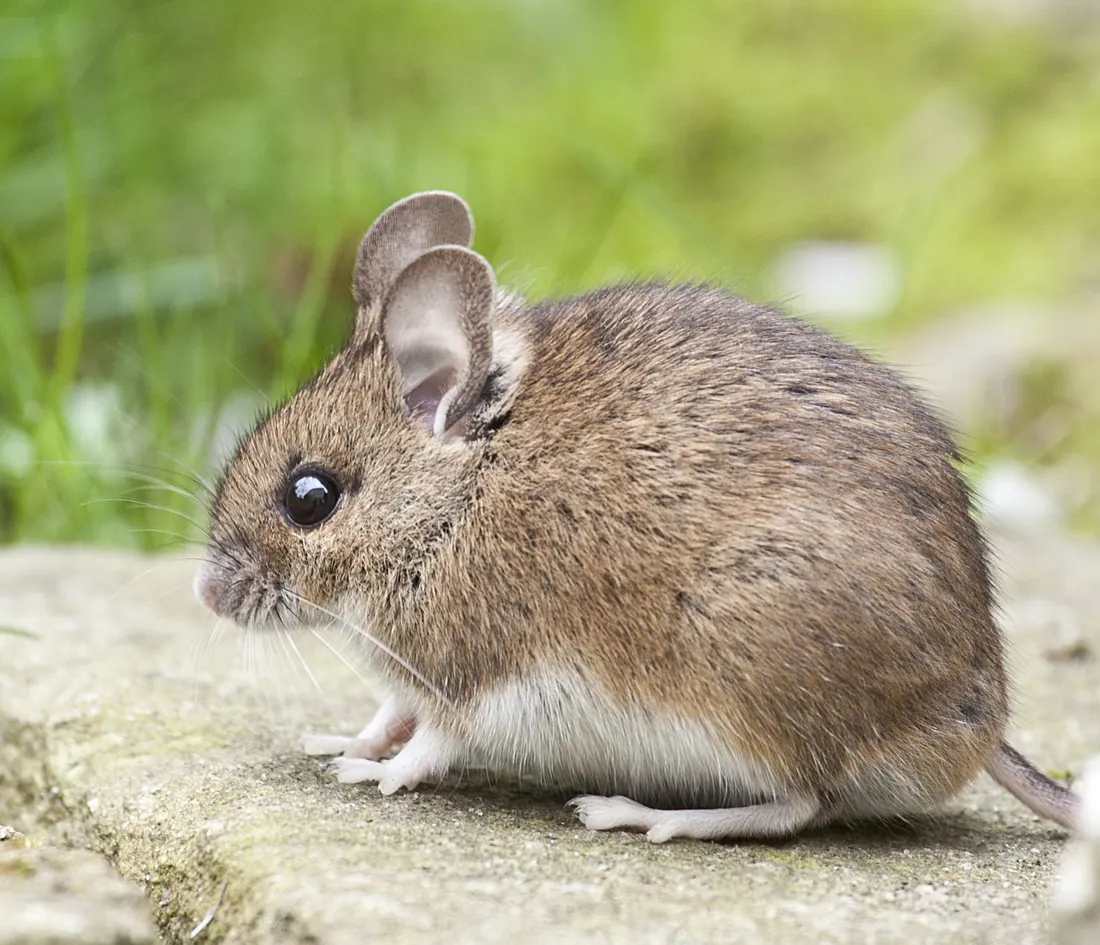 Deer mouse with white underside and large dark eyes