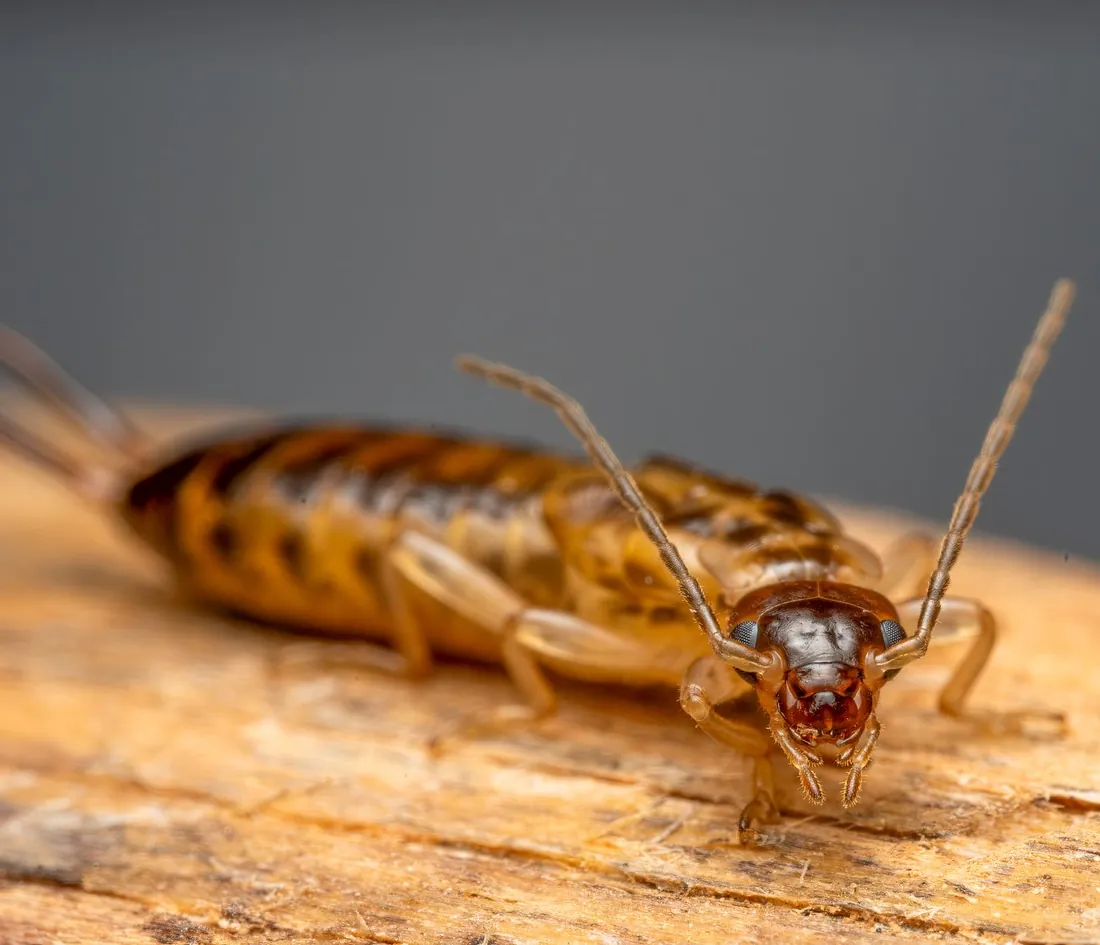 Earwig with prominent rear pincers on a leaf