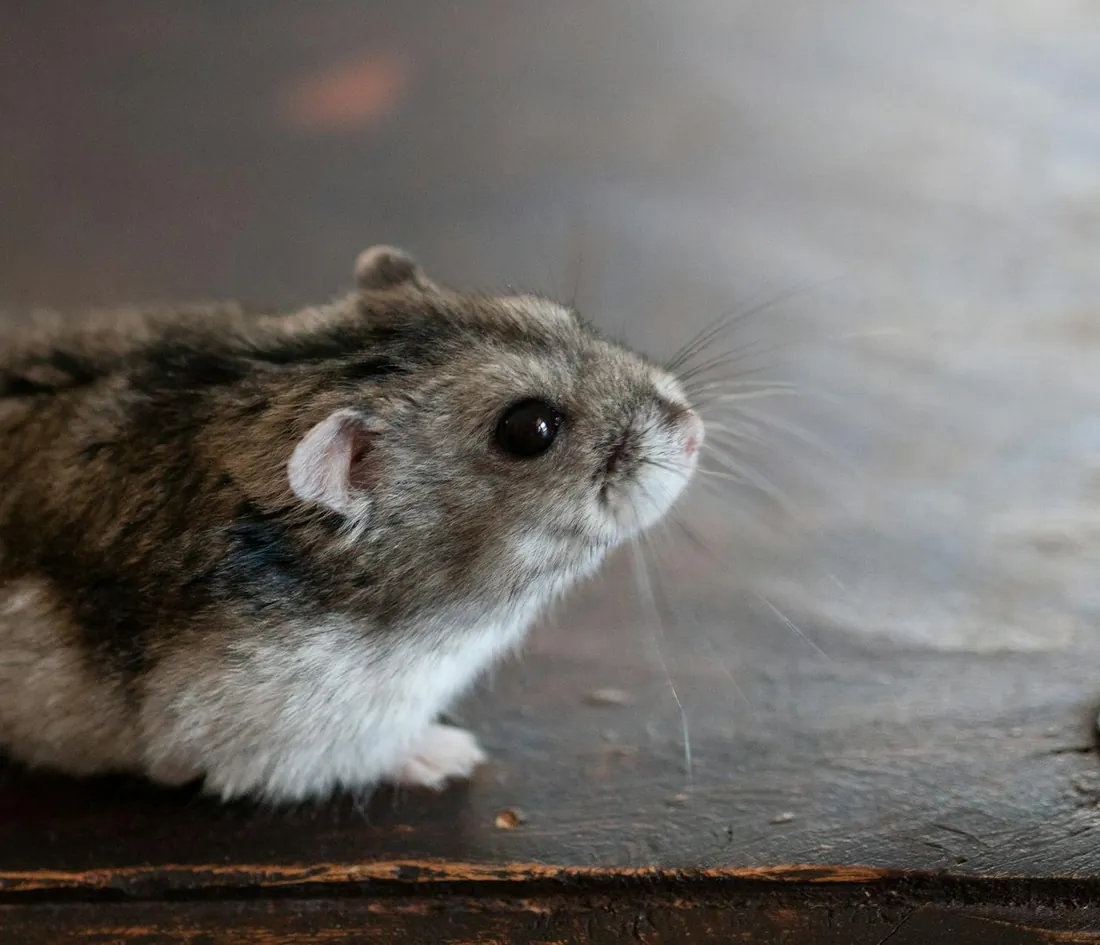 Small grey house mouse beside a wall
