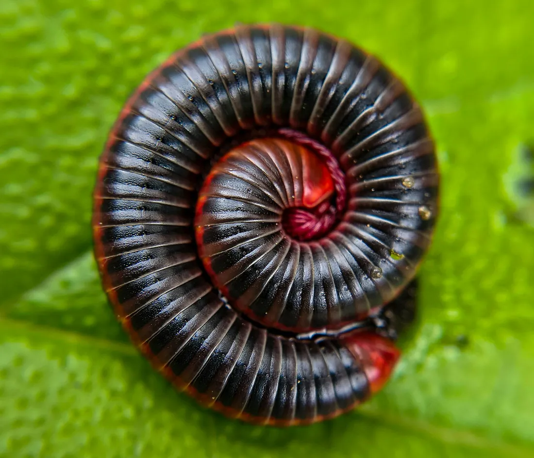 Dark millipede curled on the ground