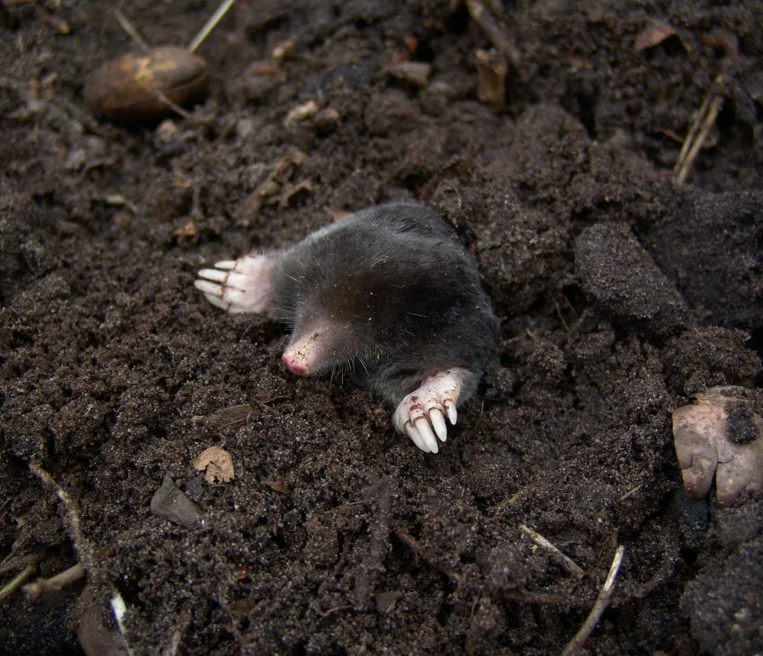 Mole with spade-like front feet emerging from dark soil