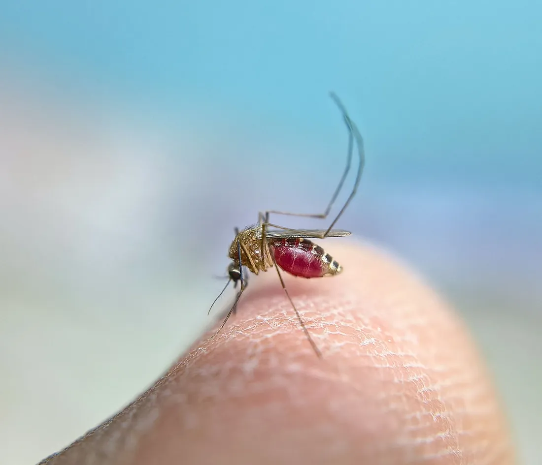 Mosquito resting on a pale surface