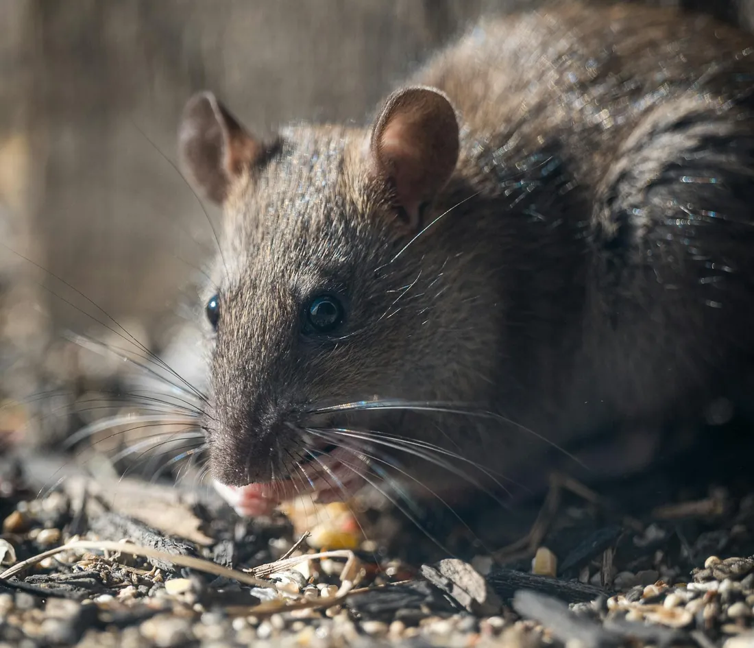 Brown Norway rat in leaf litter