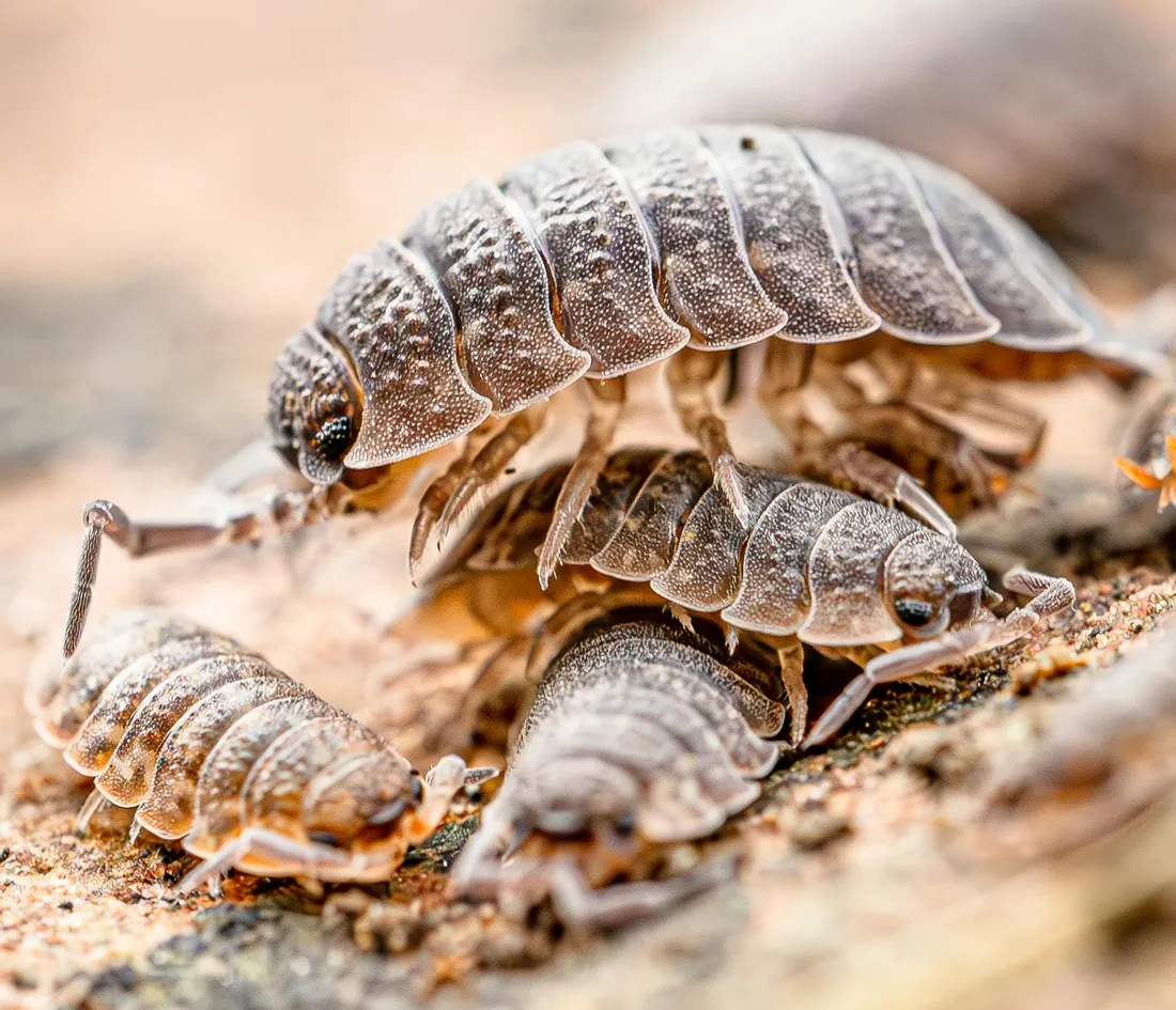Pill bug rolled partially into a ball on soil
