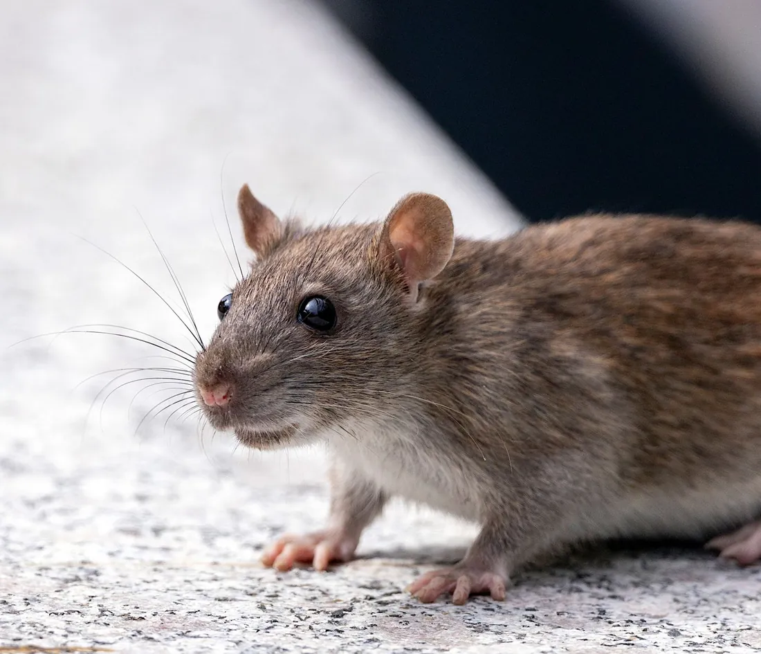Dark roof rat with large ears and a long tail