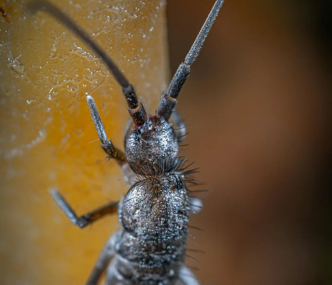 Silver teardrop-shaped silverfish on paper
