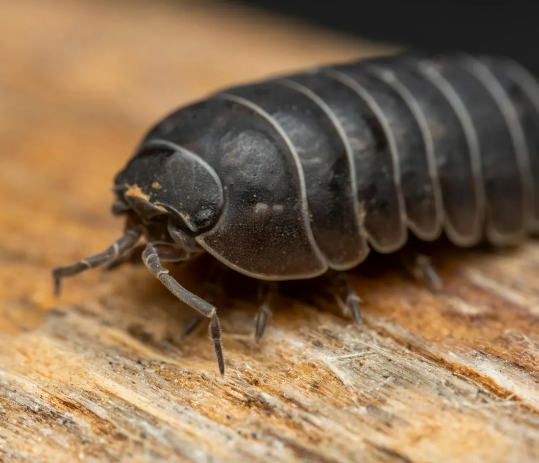 Sow bug on damp wood