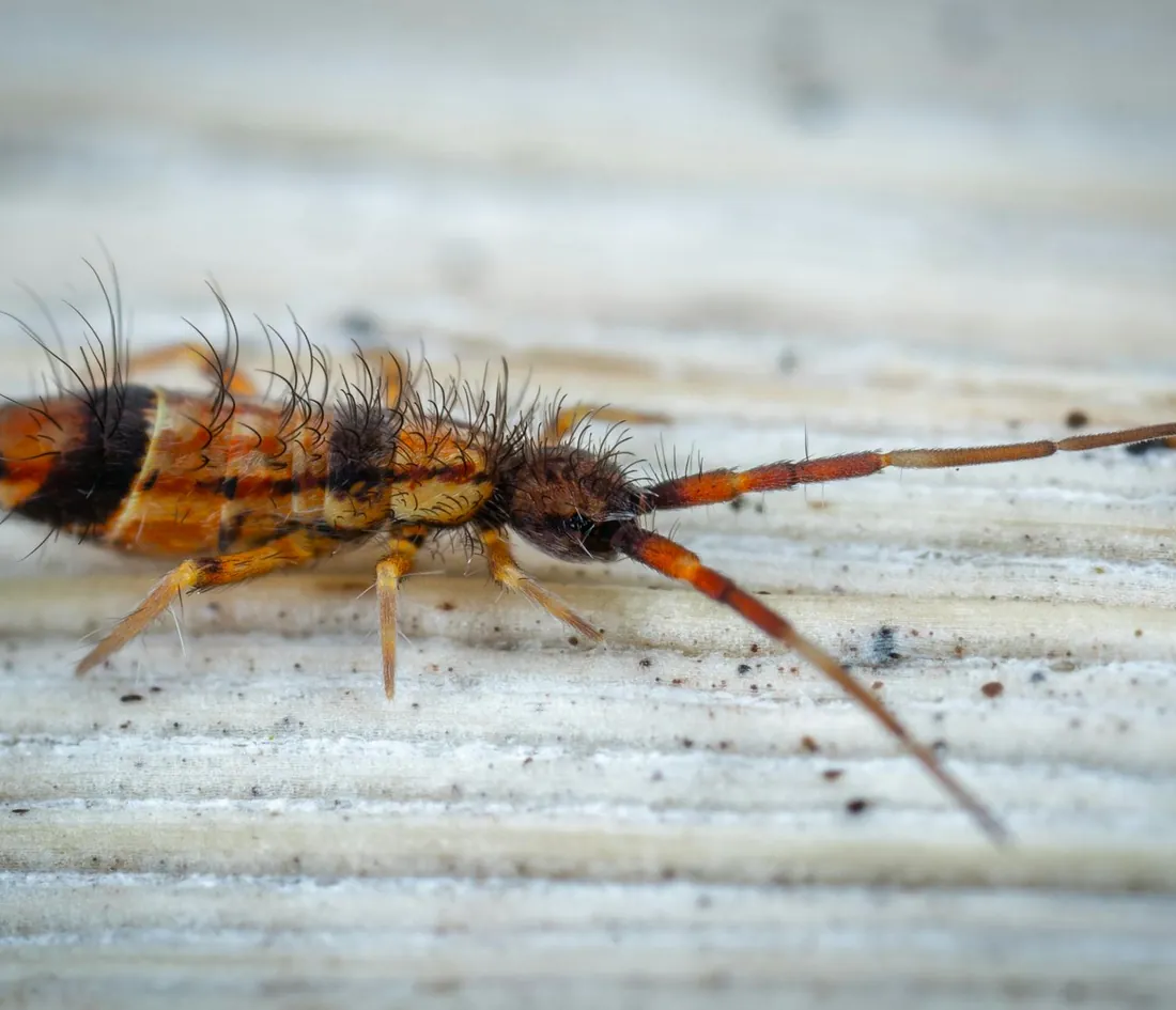 Tiny springtails gathered on a wet surface