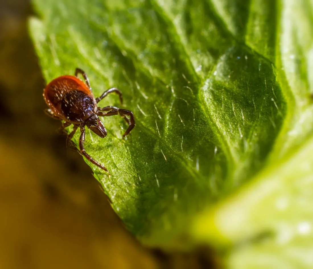 Tick climbing on a blade of grass