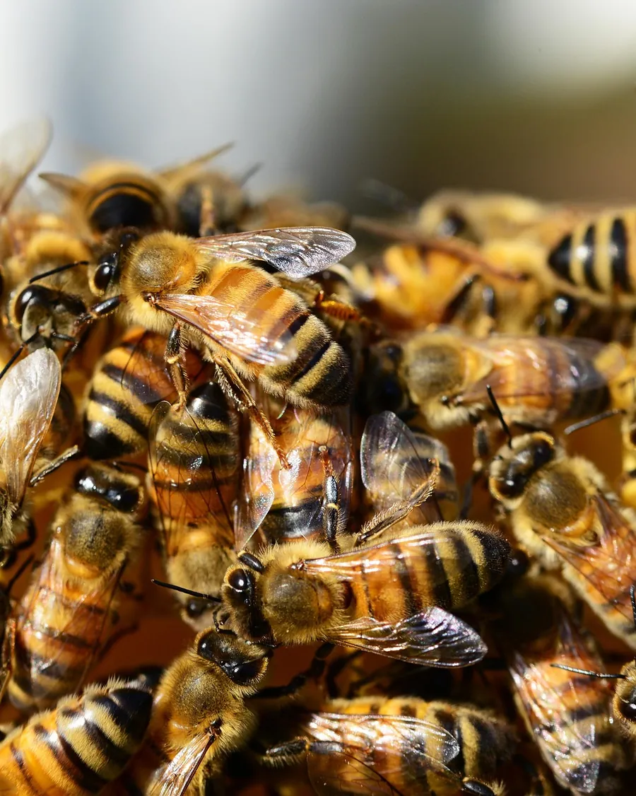 Honey bees clustered tightly on the surface of their hive