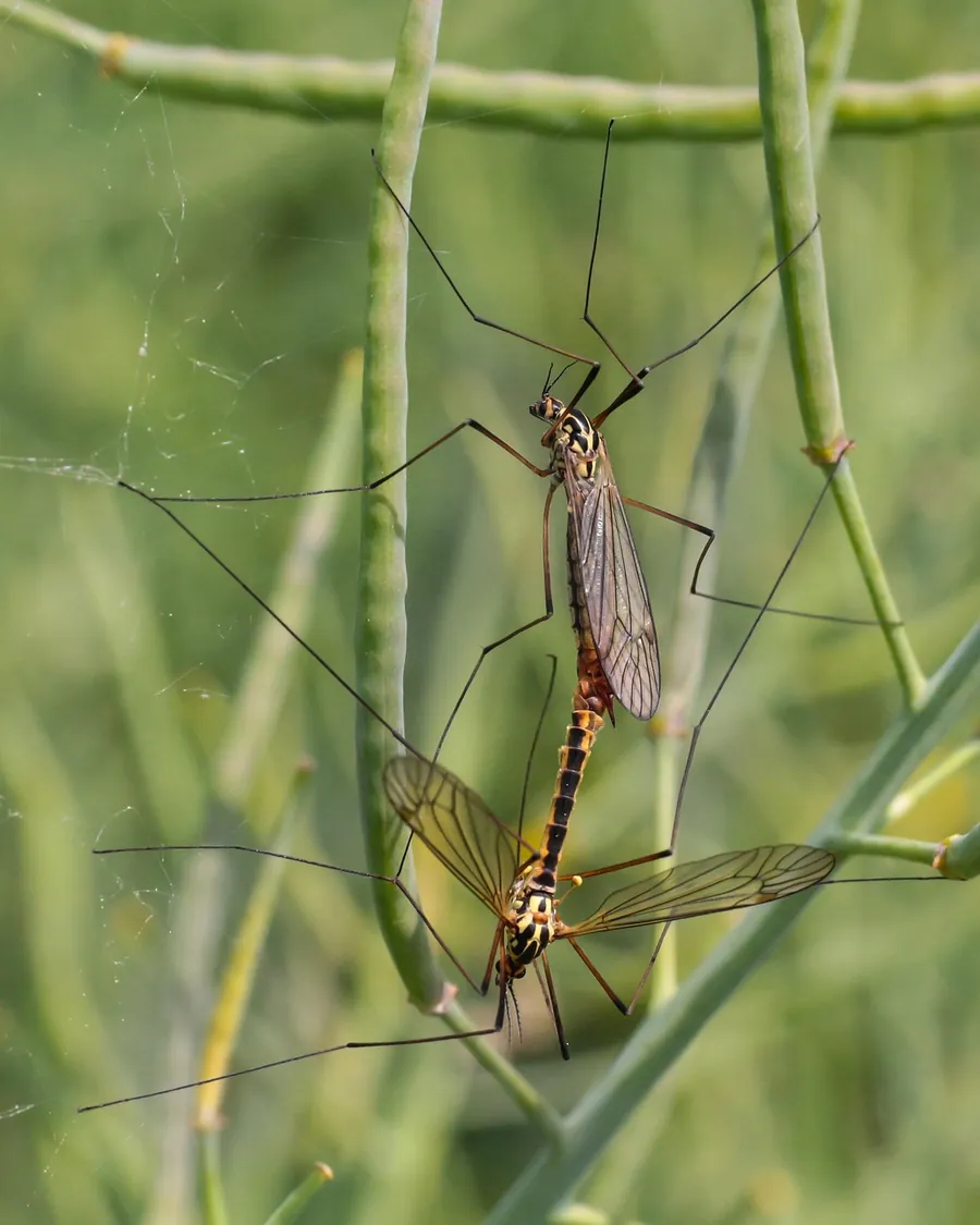 Long-legged biting insects resting on green plant stems