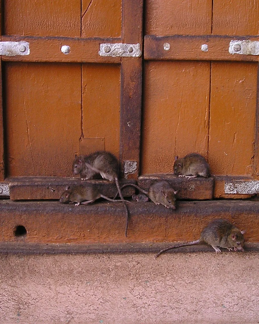 Several rats gathered on the ledge of an old wooden door